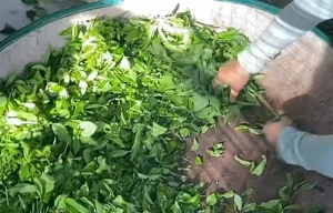 PHÂN LOẠI TRÀ – NỀN TẢNG CỦA MỘT ẤM TRÀ NGON