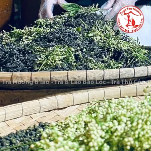Lục Thủy Sói Blao - Trà Hương B'lao - Trà B'Lao Bảo Lộc - Trà Thủ Công Bảo Lộc