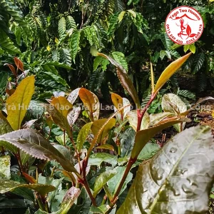 trà tím - Trà Hương B'lao - Trà B'Lao Bảo Lộc - Trà Thủ Công Bảo Lộc